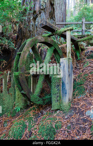 Forest with moss covering an old power creating water wheel. Stock Photo