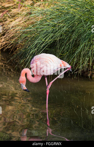 Greater pink flamingo standing on one leg in a pool of water. Stock Photo