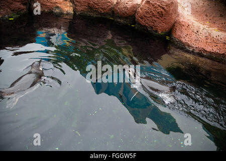 Penguin swimming and diving through cold water in captivity in California. Stock Photo