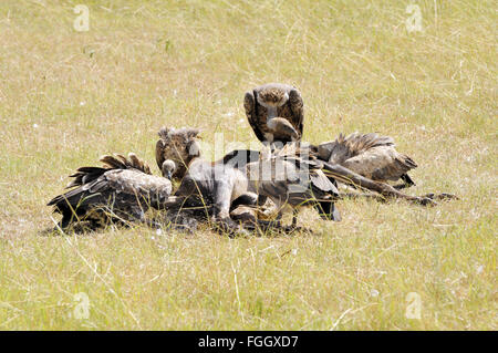 White backed vultures feeding on a dead wildebeest Stock Photo