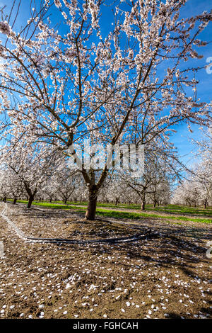 A California Almond orchard in full bloom in the spring of 2016 in the San Joaquin Valley near Modesto Stock Photo