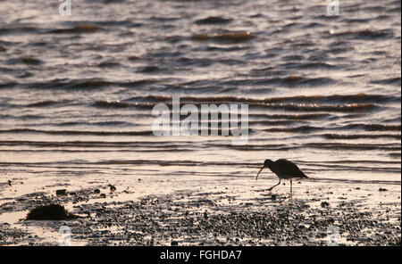 Silhouetted curlew (numenius arquata) on foreshore of beach Stock Photo