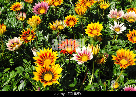 Background of Colorful Gerber Daisies in the Summer Sun Stock Photo