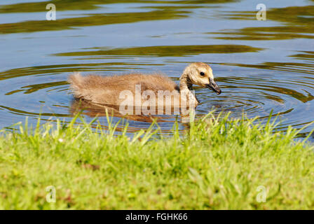 Canadian Gosling Swimming Close to Land Stock Photo