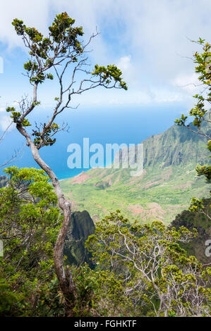 Looking down on the Kalalau Valley and Na Pali Coast from Pu'u O Kila Lookout at the head of the Pihea Trail, Kauai, Hawaii. Stock Photo