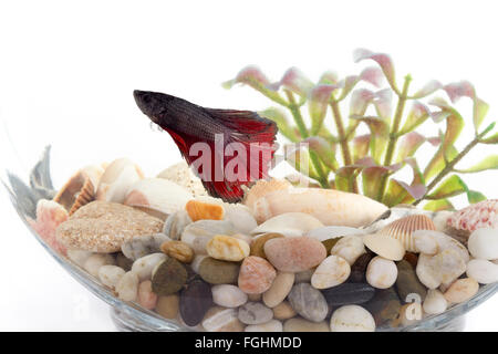 Siamese fighting fish in fish bowl  over white background Stock Photo