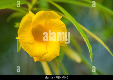 A Be-Still Tree (Thevetia peruviana) Blossom in Kauai, Hawaii. Stock Photo