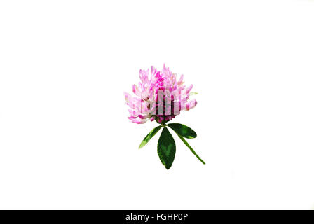 Wild Pink Clover Isolated Over White Stock Photo