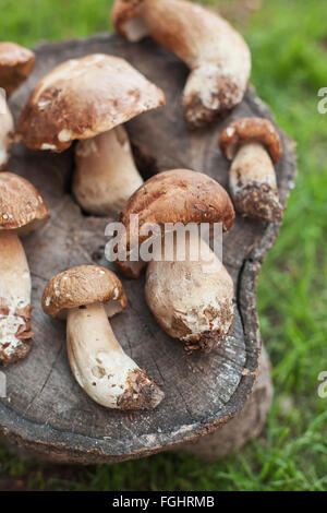 Fresh Porcini mushrooms on a tree trunk Stock Photo