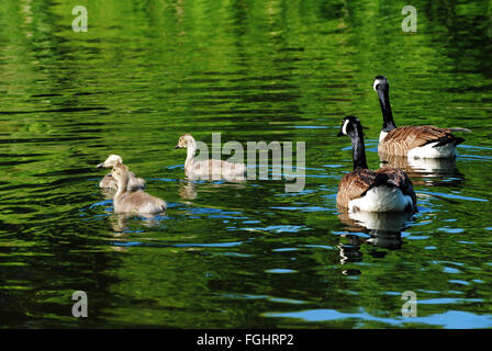 Young Canadian Geese Swimming with Their Parents Stock Photo