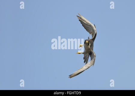 Duck Hawk ( Falco peregrinus ), adult, in fast maneuverable flight, against blue sky, frontal view, eye contact, wildlife. Stock Photo