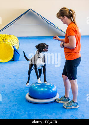 Professional female dog handler training mixed breed dog to balance on rubber tube Stock Photo