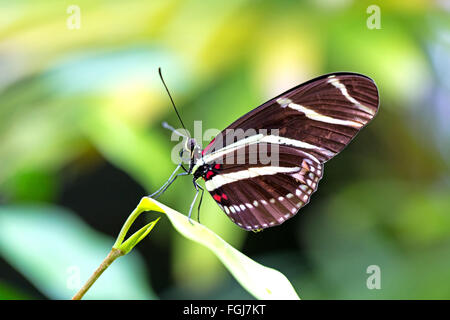 Butterfly in Spring time. Lush foliage in the background Stock Photo