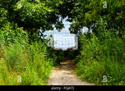 Dirt path leading into small hole in green shrubs leading to water. Path is surrounded by overgrown grass and tree branches. Stock Photo