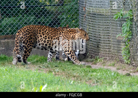 North Chinese Leopard  (Panthera pardus japonensis) Stock Photo