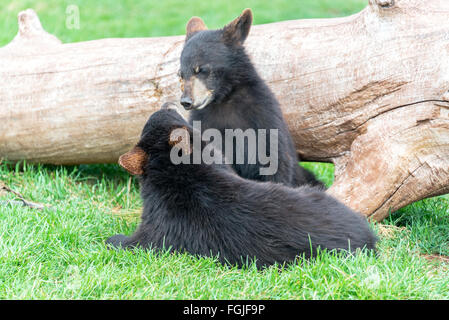 Playful black bear cubs Stock Photo