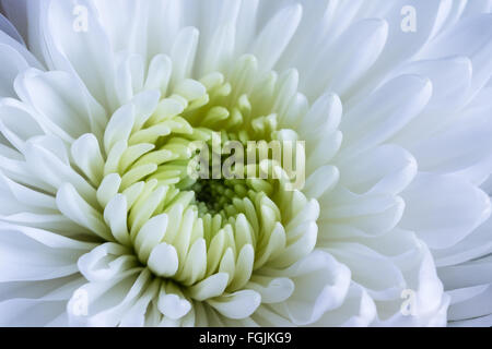 romantic display on a kitchen counter with the letters xoxo spilled over  the counter Stock Photo - Alamy