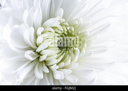 romantic display on a kitchen counter with the letters xoxo spilled over  the counter Stock Photo - Alamy