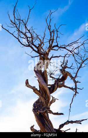 Large twisted juniper tree in Central Oregon during the winter just before a big storm. Stock Photo