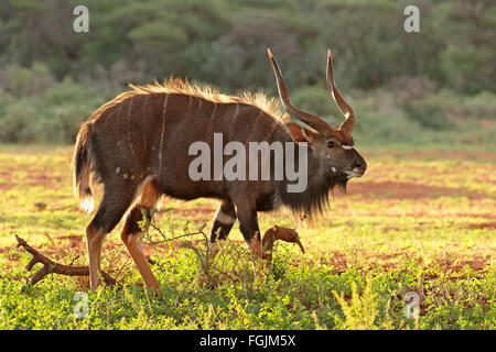 Male Nyala antelope (Tragelaphus angasii) in late afternoon light, South Africa Stock Photo