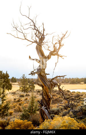 Large twisted juniper tree in Central Oregon during the winter just before a big storm. Stock Photo