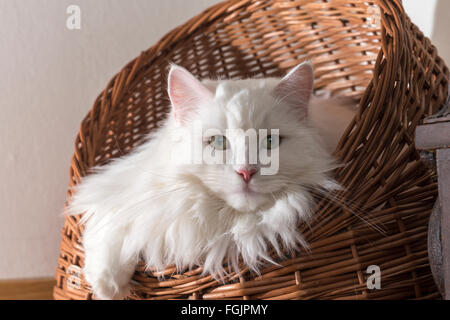 Purebred cat sitting in basket, German Longhair, white, tomcat Stock Photo