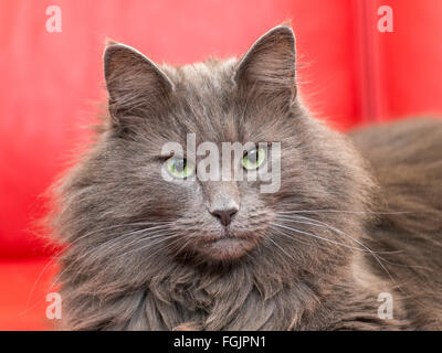 Norwegian Forest Cat, blue, tomcat, purebred cat, portrait Stock Photo