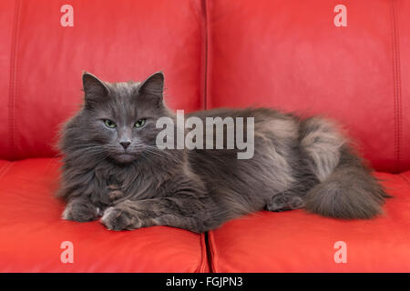 Norwegian Forest Cat lying on red sofa, blue, cat, purebred cat Stock Photo