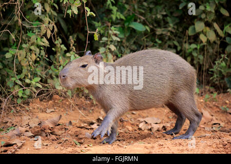 A capybara (Hydrochoerus hydrochaeris) walks in its enclosure at the  Memphis Zoo, Sept. 8, 2015, in Memphis, Tennessee Stock Photo - Alamy