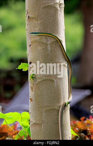 Leptophis ahaetulla, adult on tree, Pantanal, Mato Grosso, Brazil, South America / (Leptophis ahaetulla) Stock Photo