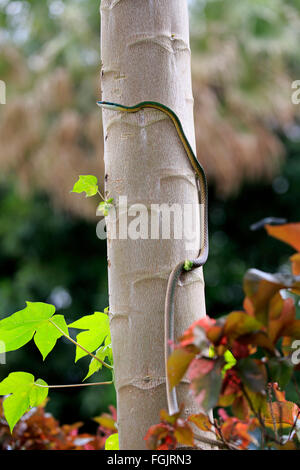 Leptophis ahaetulla, adult on tree, Pantanal, Mato Grosso, Brazil, South America / (Leptophis ahaetulla) Stock Photo