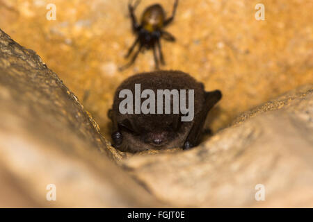 Daubenton's bat (Myotis daubentonii). A British bat most often seen hunting over water, roosting in an abandoned mine Stock Photo