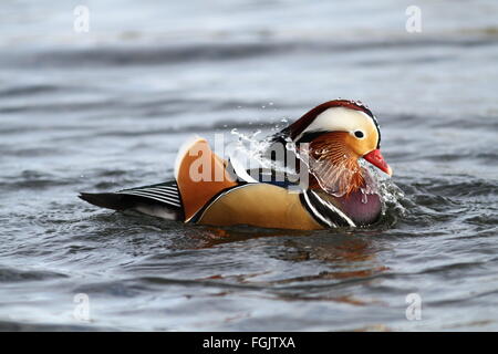 Mandarin duck / Colorful Bird bathing and splashing water Stock Photo