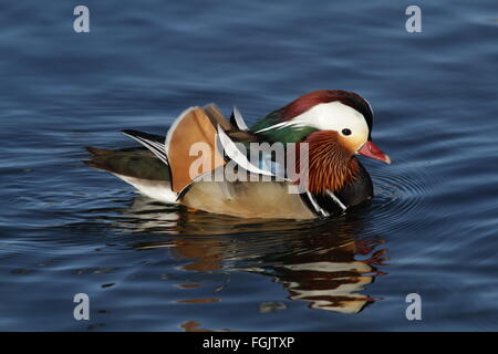 Mandarin duck male in breeding plumage swimming side on Stock Photo