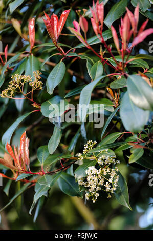 Photinia fraseri Red Robin Stock Photo