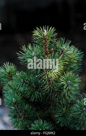 Pinus Mugo Mops Pinaceae Stock Photo