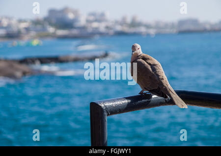 Dove sitting on a railing against resort seaside town Stock Photo