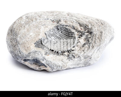 Fossil of Cretaceous period shot on white background Stock Photo