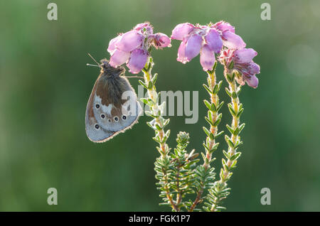 Large Heath butterfly Coenonympha tullia feeding on flowers of Cross-leaved Heath Erica tetralix Stock Photo