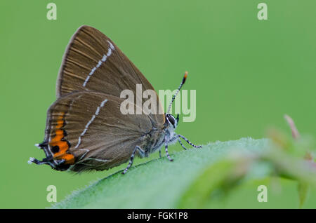 White-letter Hairstreak butterfly Satyrium w-album perched on Wych Elm Stock Photo