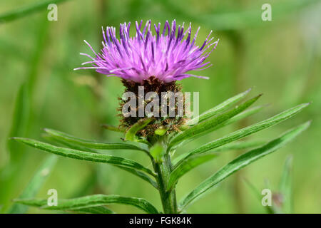 Black knapweed (Centaurea nigra). A purple plant in the daisy family (Asteraceae) in flower, with focus on stamens Stock Photo