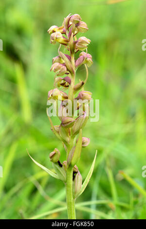 Frog orchid (Coeloglossum viride). A small and rare plant in flower, in the family Orchidaceae Stock Photo
