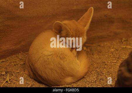 Fennec Fox, Vulpes zerda, sleeping near its den. This small vulpine is often found in a desert environment in Africa. Stock Photo
