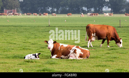 Mother cow with newborn calf Stock Photo