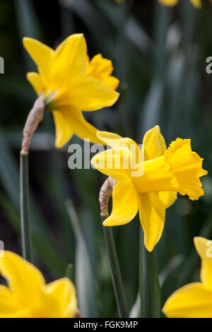 Daffodils on dark background. Stock Photo