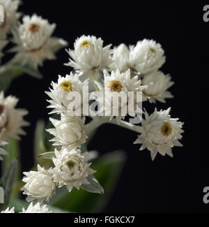 Perlkoerbchen; Anaphalis; triplinervis Stock Photo