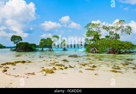 Mangrove vegetation at Vijay Nagar Sea coast in Havelock island, Andaman India Stock Photo