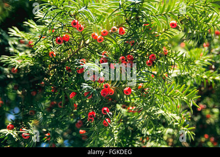 Evergreen tree with red berries Stock Photo: 56411111 Alamy