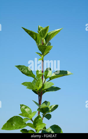 Strauchbasilikum, Ocimum, species; basilicum Stock Photo