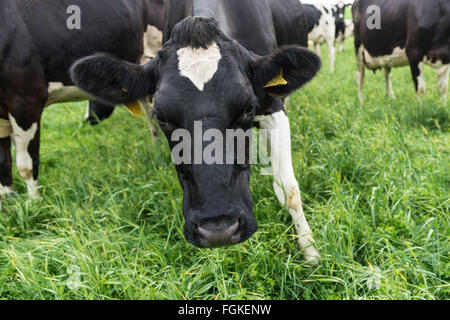 Welsh cows grazing on green pastures in Pembrokeshise Stock Photo